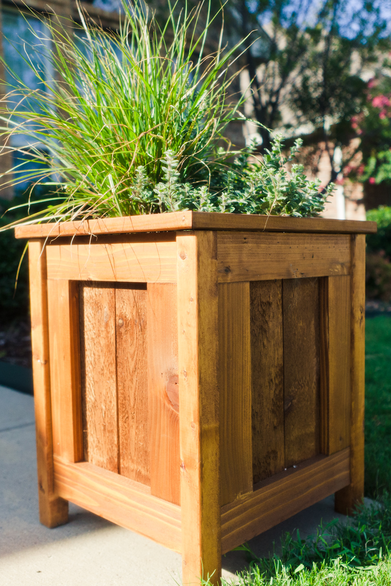 Cedarplanter2 - Swanky Design Company